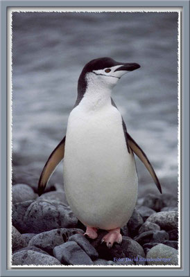 87.Zügelpinguin auf Halfmoon Island,South Shetland Islands