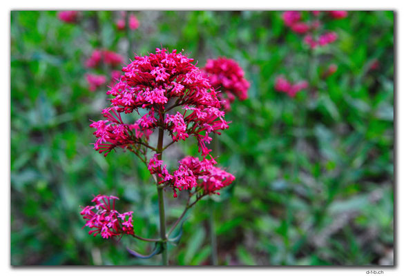 AU0765.Quinninup.Blume
