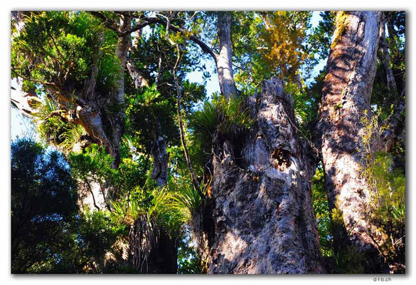 NZ0080.Te Matua Ngahere. 2nd largest Kauri