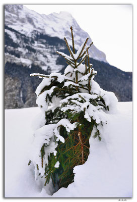 GW0008.Tanne vor Eiger