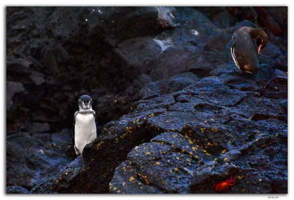 EQ0203.Bartolomé Island.Galapagos Penguins