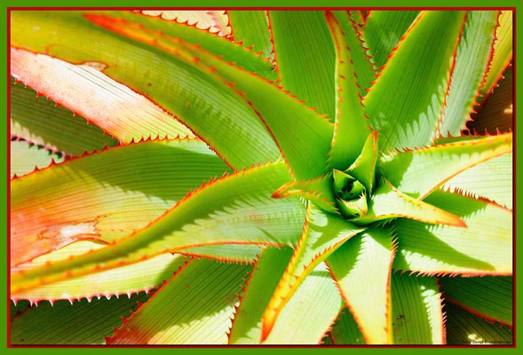 LAN029 Jardin de Cactus