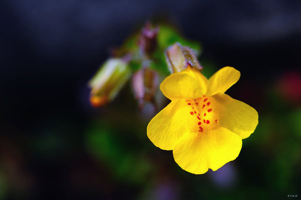 CA0057 WCT Blume