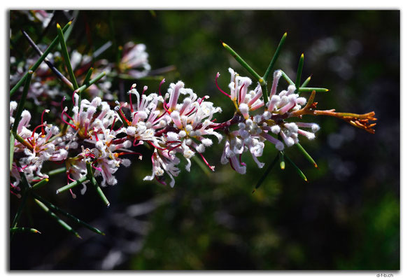 AU0609.Nilgen N.R.Two-leaved Hakea