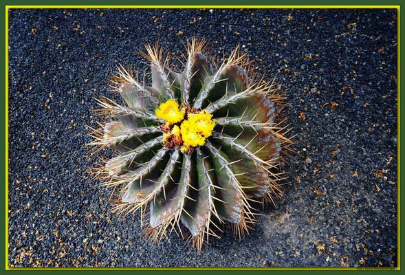 LAN031 Jardin de Cactus