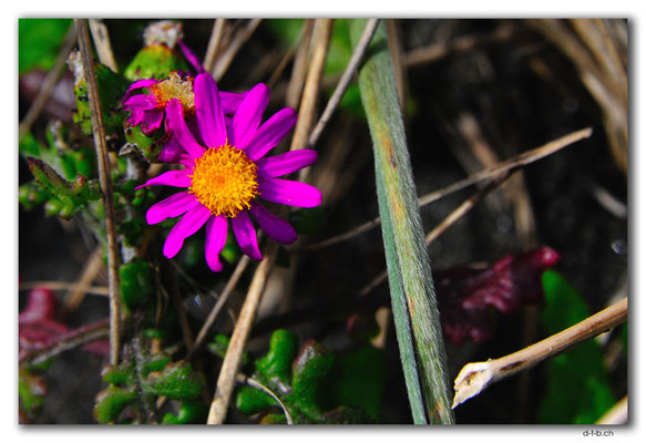 NZ0411.Waiinu Beach.Blume
