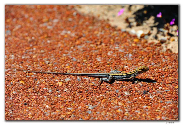 AU0475.Kalbarri N.P.Lizard