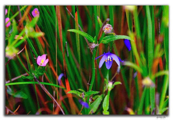 AU0817.Albany.Torndirrup N.P.Stony Hill.Blue Tassels