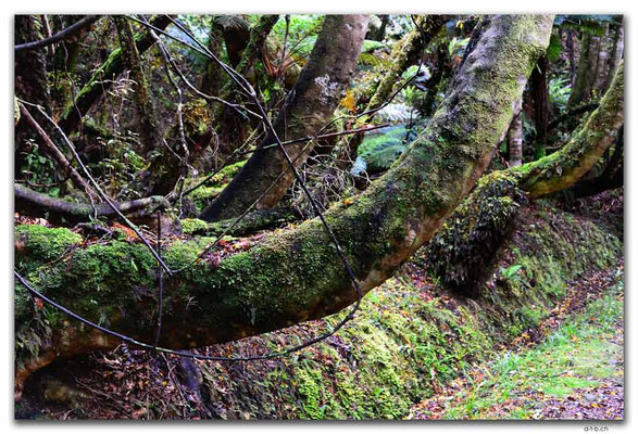 NZ0883.Stewart Island.Rakiura Track.Trees along the way