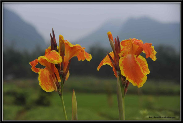 C1105 Yangshuo