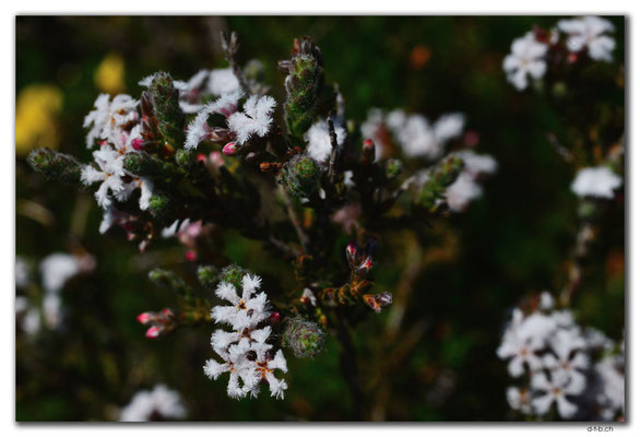 AU0615.Nilgen N.R.Blume