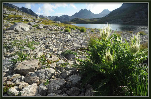 A0290.Silberdistel bei Hüenersee.Klosters.CH