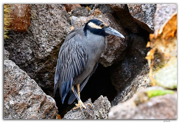 EQ0214.Genovesa Island.Heron