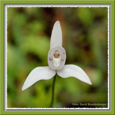 88.Palomita,P.N. Tierra del Fuego,Argentinien