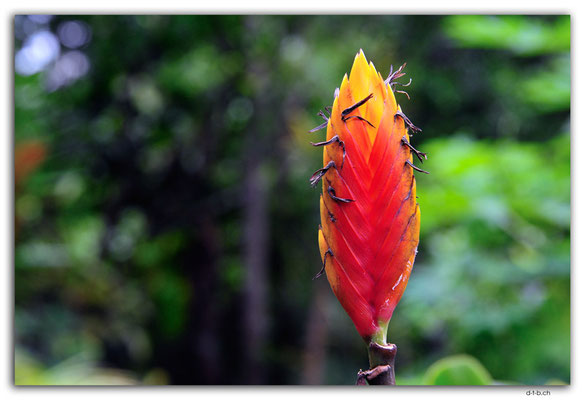 VT.0014.Port Vila.Flower