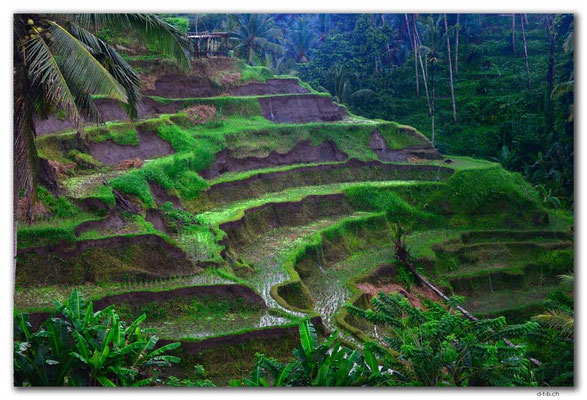 ID0094.Tegallalang.Reisterrasse
