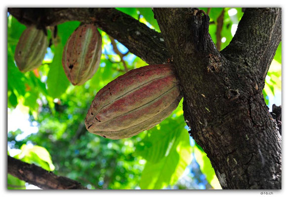 VT0117.Efate.Erakor.Cacao