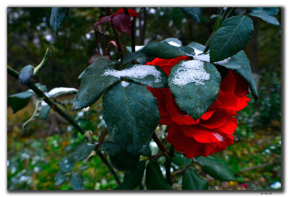 KZ0074.Taraz.Rose