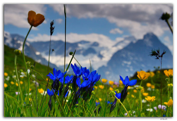 GW0534.Schnee-Enzian vor Mönch und Eiger