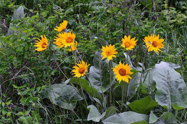 CA0199 Paul Lake Sonnenblumen
