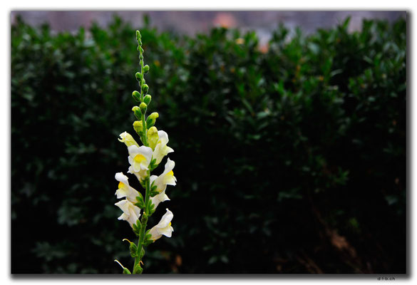 AM008.Yerevan.Orchidee