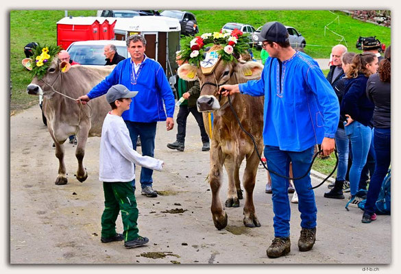 CH1169.Alpspektakel Seewis.Rindercontest