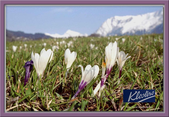 A0046,Krokus,Klosters,CH