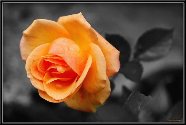 A0511.Rose.Klosters.CH