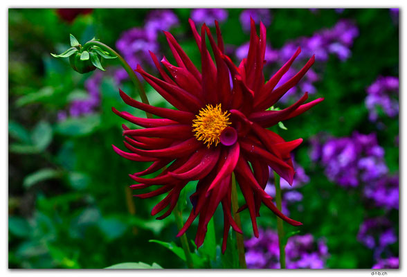CA0839.Winnipeg.English Garden