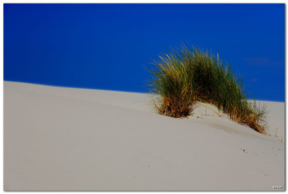 DE099.Amrum.Düne