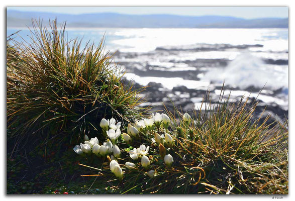 NZ0921.Curio Bay,Flowers