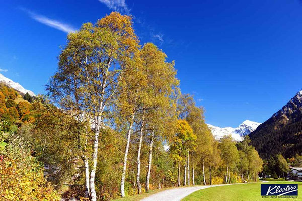 P0073.Birken.Klosters.CH