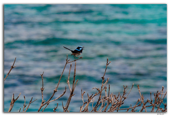 AU1555.Sydney.Tamarama Point.Superb Fairy Wren