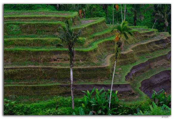 ID0111.Tegallalang.Reisterrassen
