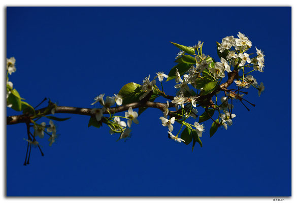 NZ1016.Christchurch.Blossoms