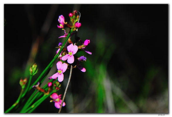 AU0566.Grigsons Lookout.Orchid