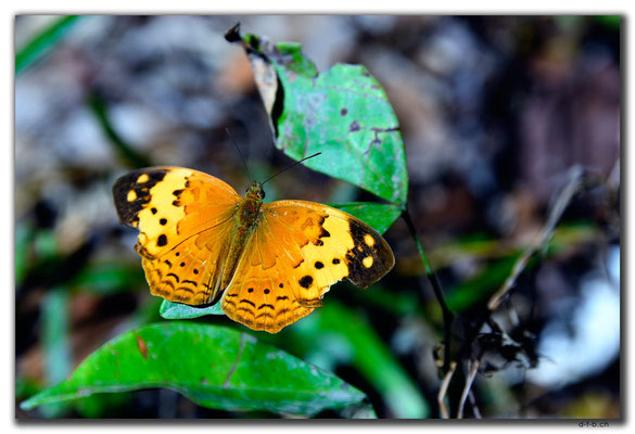 HK0089.Lamma Island.Schmetterling