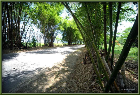 JM110.Bamboo Ave