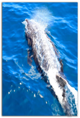 EQ0169.Dolphin