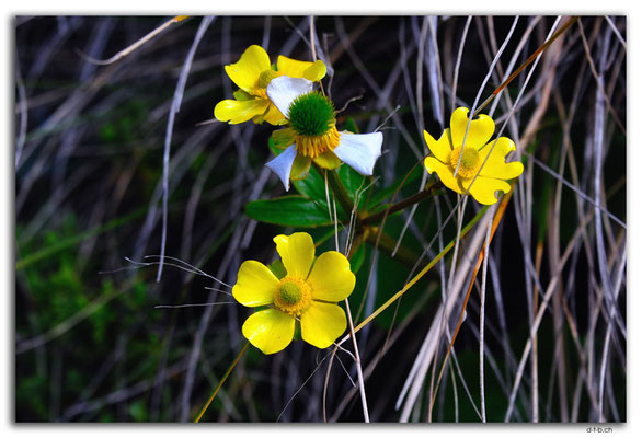 NZ0514.Kahurangi N.P.Mountain Buttercup