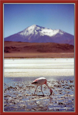 142.Flamingo,Altiplano,Bolivien