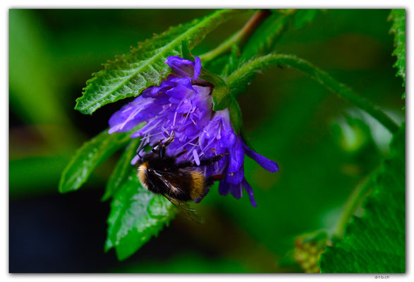 GW0548.Tauben-Skiabose mit Hummel