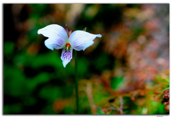 VN0074.Sapa.Love Waterfall.Orchidee