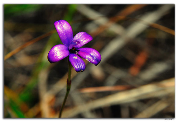 AU0784.Deep River.Blume