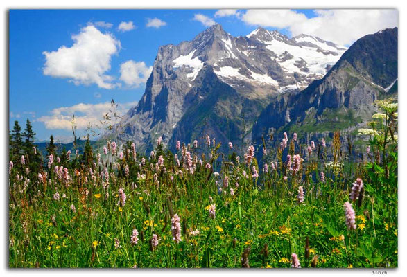 GW0322.Wetterhorn mit Alpenblumen
