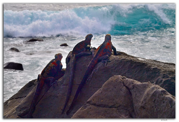 EQ0080.Española Island.Punta Suarez.Marine Iguanas