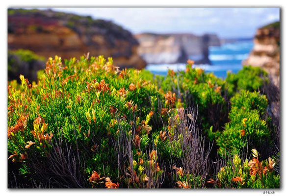 AU1172.Muttonbird Island Lookout