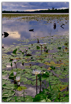 SB0017.Malaita.Lake.Waterlilies