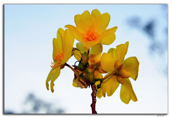 AU0100.Marumba.Blume