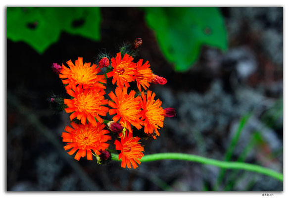 CA1150.Flower